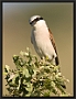 Grauwe Klauwier, Red-backed Shrike, Lanius collurio Location: Sigri, Greece (Lesbos) grauwe klauwier MG 2808 kopie